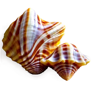 Seashells Background Png 48 PNG Image