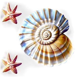 Seashells Borders Png Tgj14 PNG Image