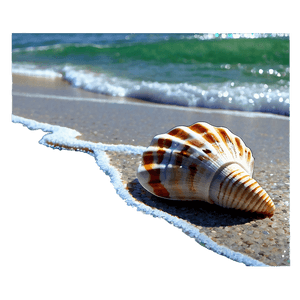 Seashells by the Shore PNG brs PNG