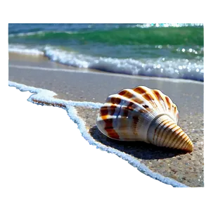 Seashells By The Shore Png Brs PNG Image