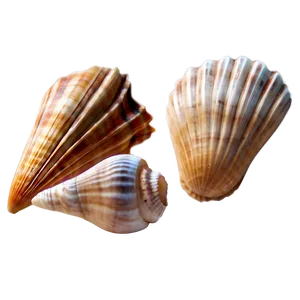 Seashells Clipart Png Syn30 PNG Image