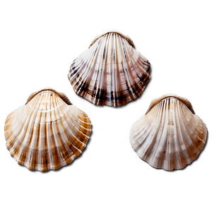 Seashells Collection PNG 06132024 PNG