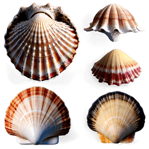 Seashells Collection PNG abh PNG