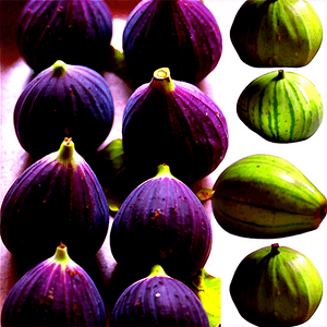 Seasonal Fig Harvest PNG wvl92 PNG
