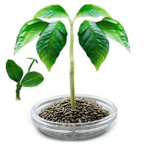Seed Crowdfunding Campaign PNG pyd PNG with transparent background