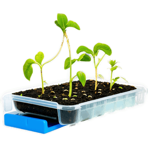 Seed Propagation Mat PNG 06122024 PNG with transparent background