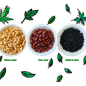 Seed Sorting Activity PNG 06122024 PNG with transparent background