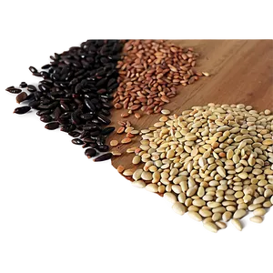 Seed Sorting Activity Png 06122024 PNG Image