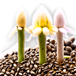 Seed Viability Test PNG smn PNG with transparent background