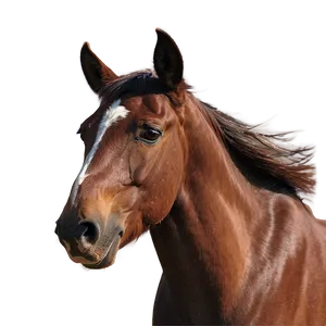 Serendipitous Mustang Horse Encounter Png Hyj PNG Image