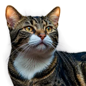 Serene Cat Gaze Png 10 PNG Image