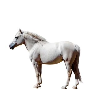 Serene Mustang Horse Meadow Png 41 PNG Image