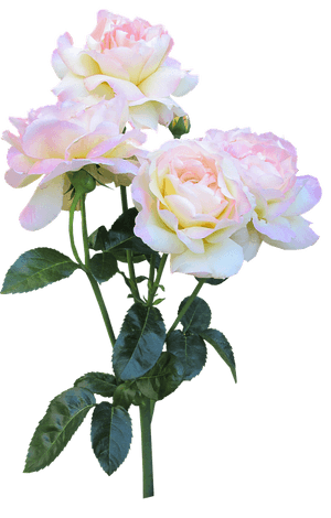 Serene_ Pink_ Roses_ Bouquet PNG image with transparent background