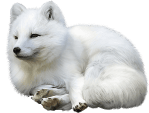 Samoyed - Arctic Fox Transparent Background, HD Png Download PNG