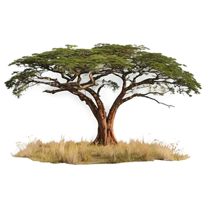 Serengeti Acacia Tree Panorama Png Ils PNG Image