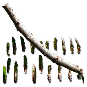 Shadowed Twig Png Mir PNG Image