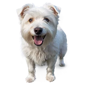 Shaggy White Dog Png 18 PNG Image