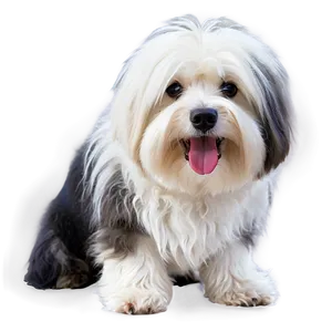 Shaggy White Dog Png Byg86 PNG Image