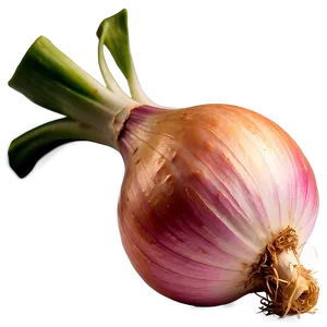 Shallots Onion Png 51 PNG Image