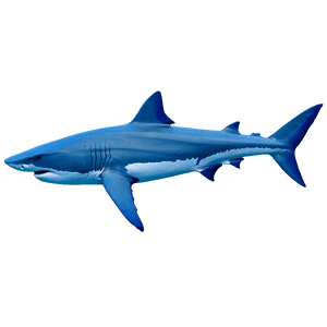 Shark Cage Diving Adventure PNG pvg PNG image with transparent background