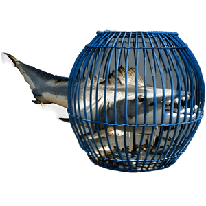 Shark Cage Diving Adventure PNG rha PNG image with transparent background