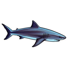 Shark Illustration PNG 05032024 PNG image with transparent background
