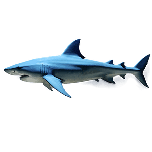 Shark Illustration PNG uux PNG image with transparent background