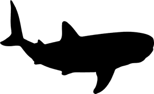 Shark Shape Svg Png - Shark Shape Png PNG image with transparent background
