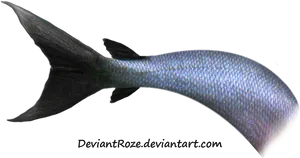 Shark Tail Silhouette Against Black Background PNG Image