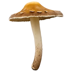 Shelf Fungus Png 06242024 PNG Image