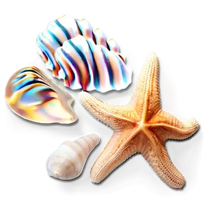 Shells And Starfish Png Ccl8 PNG Image