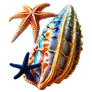 Shells And Starfish Png Obd22 PNG Image