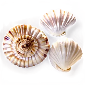 Shells Of The World Png 28 PNG Image