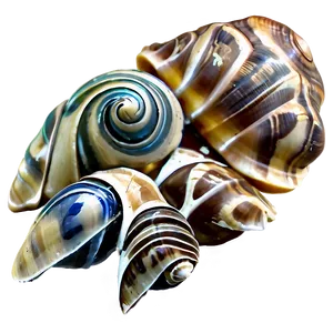 Shells Of The World Png Usa29 PNG Image