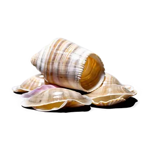 Shells On Beach Png 53 PNG Image