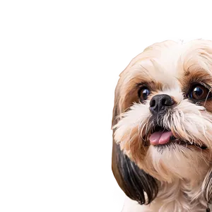 Shih Tzu Enjoying Sunshine Png 06242024 PNG Image