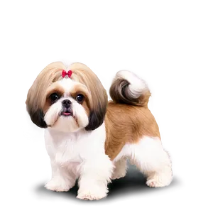 Shih Tzu Haircut Styles Png 06242024 PNG Image