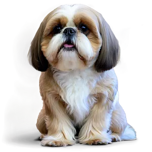 Shih Tzu Loving Family Png 06242024 PNG Image