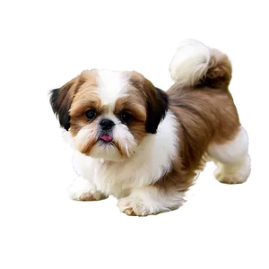 Shih Tzu Playful Pose Png 10 PNG Image