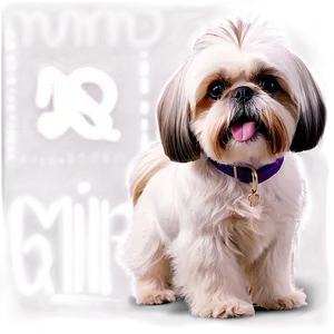 Shih Tzu Training Moments Png Qvs20 PNG Image