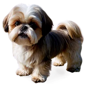 Shih Tzu Watching Sunset Png Fro6 PNG Image