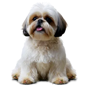 Shih Tzu With Toys Png Iox63 PNG Image