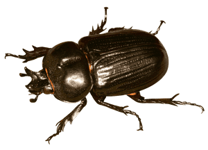 Shiny Black Beetle PNG image with transparent background
