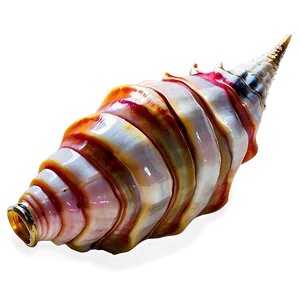 Shiny Conch Shell Picture Png Icw15 PNG Image