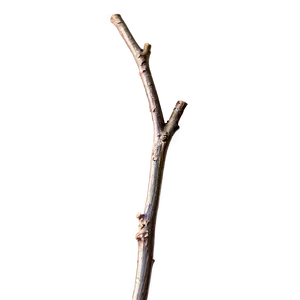 Shiny Twig Png 06132024 PNG Image