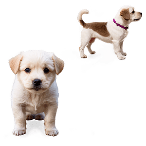 Short Haired Dogs PNG 93 PNG image with transparent background