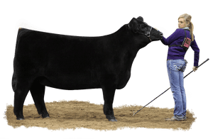 Show Cattle , Png Download - Show A Steer, Transparent Png PNG with transparent background