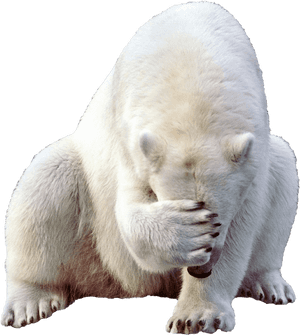 Polar Bear Png, Transparent Png PNG image with transparent background