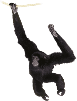 Siamang Clipart , Png Download - Siamang Clipart, Transparent Png PNG image with transparent background
