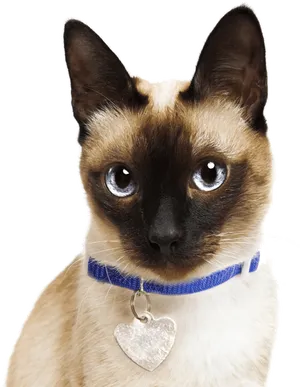 Siamese Cat Blue Collar PNG Image